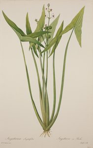 ラングロワによって刻まれたサジタリア（手塗りの彫刻）